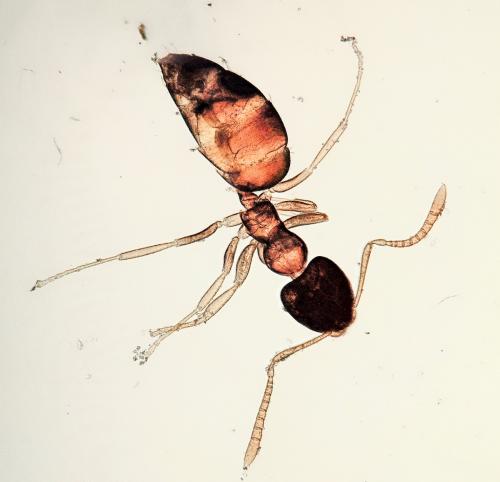 Plagiolepis pygmaea